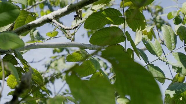 さわやかな森の風に揺れる緑の新緑　木漏れ日に照らされる　初夏・自然のイメージ	