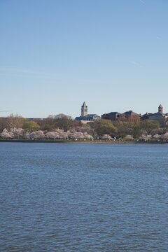 Views of Cherry Blossom Trees around the Tidal Basin in Spring in Washington DC