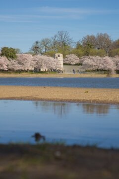 View of the Martin Luther King Memorial Monument in Spring with Cherry Blossoms in Full Bloom