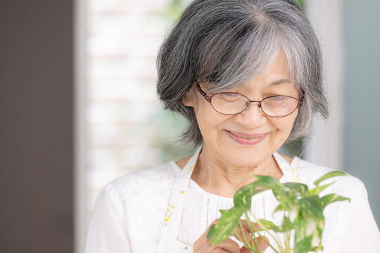 園芸を趣味に楽しむ日本人の高齢女性、観葉植物、ガーデニング、老後の趣味、生きがい、健康的なシニアライフのイメージ