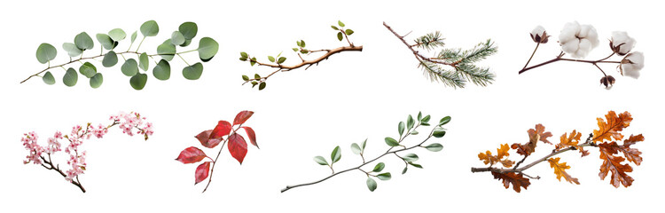 Obraz premium PNG Botanical elements for creative designs on transparent background