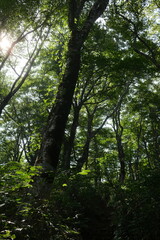 Fototapeta premium Sunlight filtering through a lush beech forest (Buna) on Mt. Arashima, Fukui, Japan (荒島岳 ぶなの森 木漏れ日 森林浴)