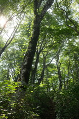 Obraz premium Beautiful hiking trail through the ancient beech forest of Arashimadake, one of the 100 Famous Japanese Mountains (荒島岳 日本百名山 ブナの原生林 登山道)