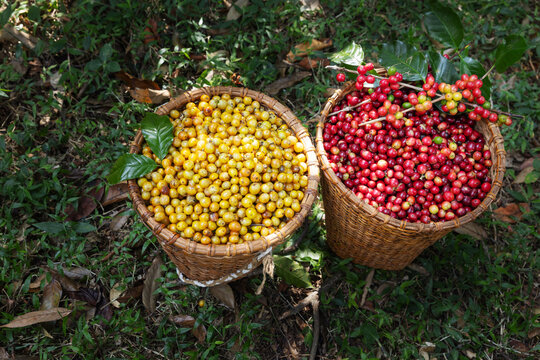 Red and Yellow Coffee Cherries in Woven Baskets After Harvest