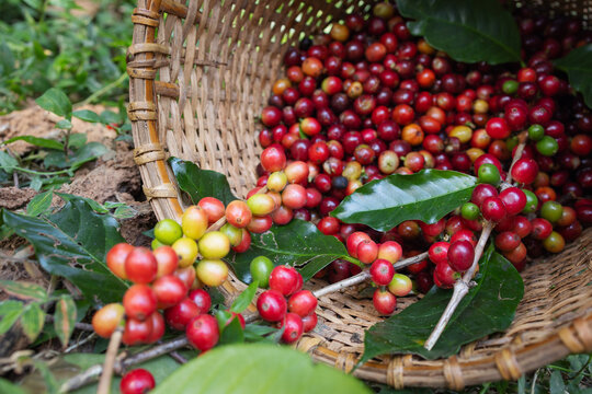 Fresh Coffee Cherries in a Woven Basket in Northern Thailand