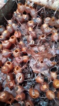 Close-up of stingless bee hive with propolis pot honey structures inside wooden box, meliponiculture farm.