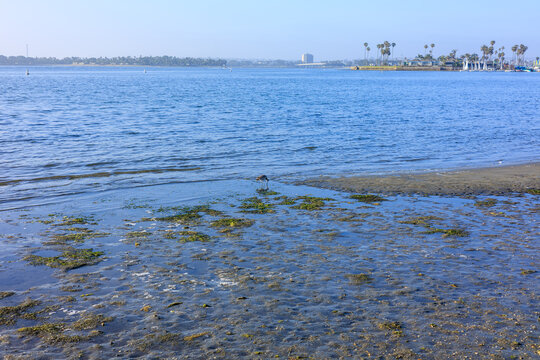 Scenic bay coastline at low tide with a lone shorebird foraging near green seaweed patches on the wet sandy shore, San Diego, CA