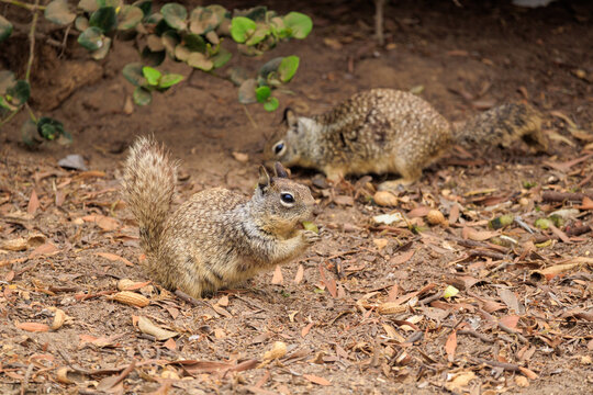 Two native California ground squirrels foraging on a dirt ground covered with dry fallen leaves and peanut shells during daytime