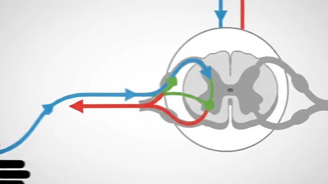 Neural Reflex Arc Pathway Pictogram Set