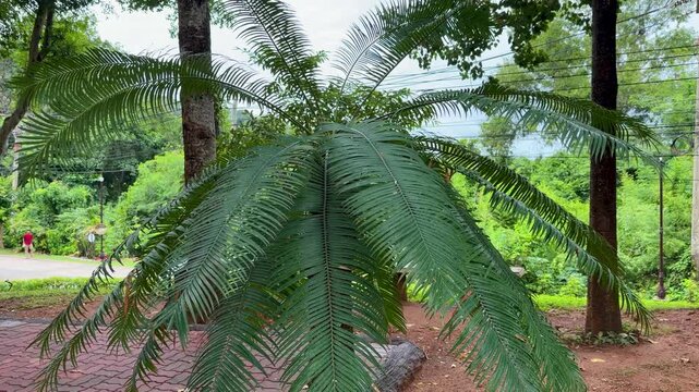 Lush Tropical Cycad Palm Fronds Swaying in a Park