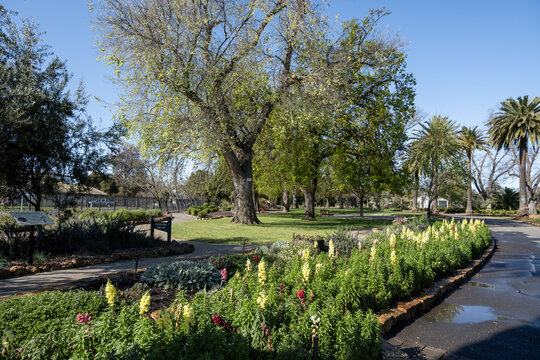 Flowering garden bed along a winding path in Horsham Botanical Gardens, Victoria, Australia. A tranquil, established landscaping of a regional Victorian public garden. A local attraction.