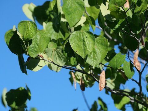 Eastern Redbud (Cercis canadensis) Heart-Shaped Green Leaves and Mature Brown Seed Pods in Colorado
