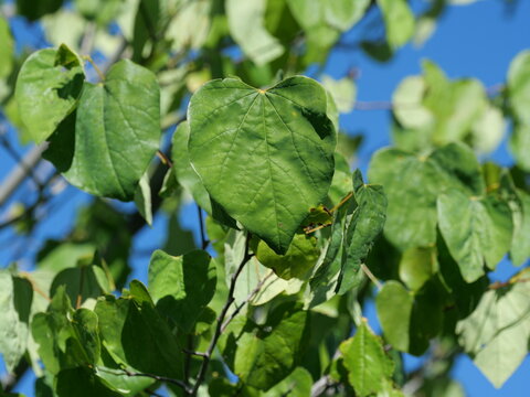 Eastern Redbud (Cercis canadensis) Heart-Shaped Green Leaves with Visible Veins in Colorado