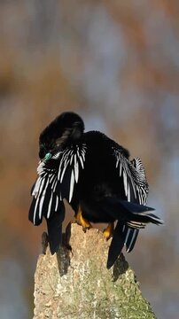 Anhinga drying its wings on a tree stump
