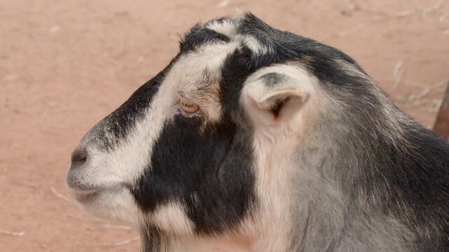 Side Profile of a Domestic Goat Chewing Outdoors