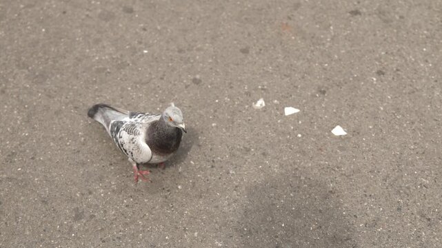Rock Pigeon Walking and Pecking on Asphalt Pavement
