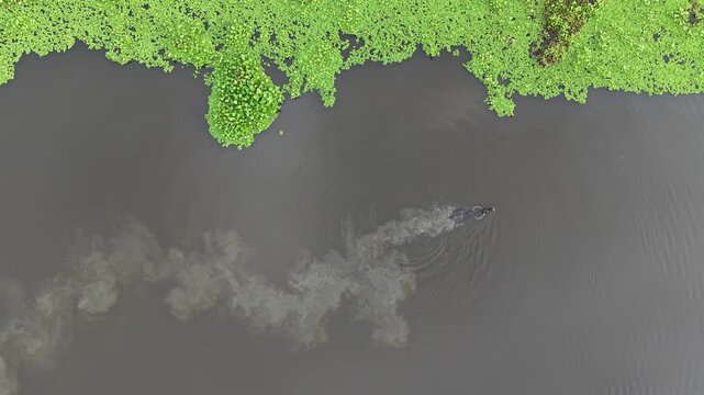 Aerial view of a water buffalo swimming in the river near the green banks of the Kalurghat area in Chattogram, Chittagong Division, Bangladesh.