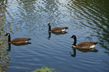 Three Canada geese swimming on calm water © 力哉 福永