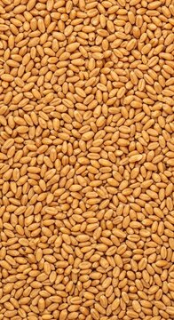 Uniform background texture made from golden wheat kernels. Great natural blank space for food design or agricultural concepts, gold, spread, copy space