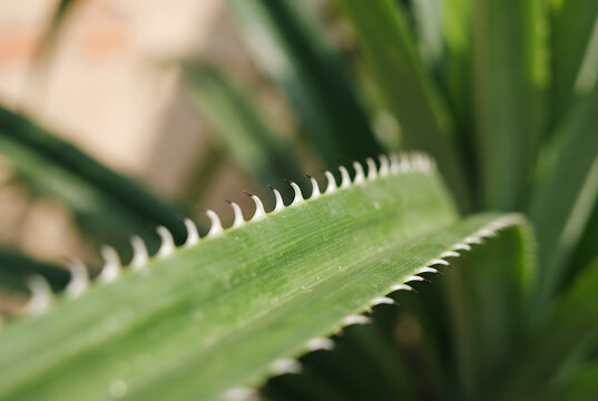&bull;	Close-up macro view of the sharp, tiny serrated thorns along the edge of a stiff screw pine leaf