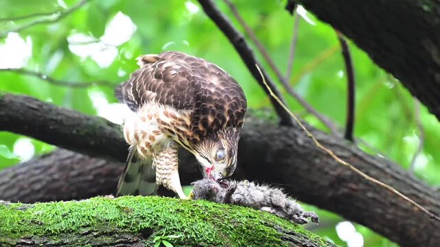 Hawk Eating Mouse Prey On Tree Branch In Forest Horizontal Stock Video Footage