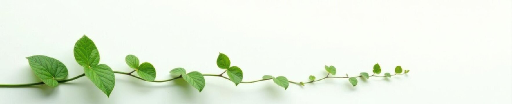 Single ivy tendril, spiraling upwards against white , environment, white background