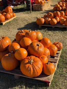 pumpkins in a field