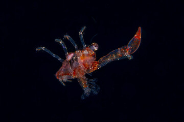 Transparent crab megalopa larva drifting in open blackwater at night © Leon Burda