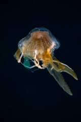 Indonesian sea nettle jellyfish drifting in blackwater at night © Leon Burda