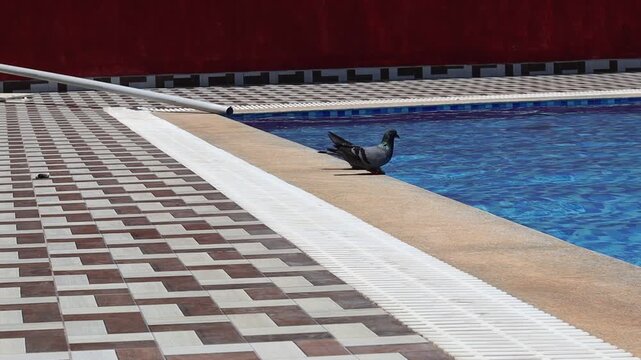 Two pigeons drinking water from the edge of a swimming pool on a bright sunny summer afternoon