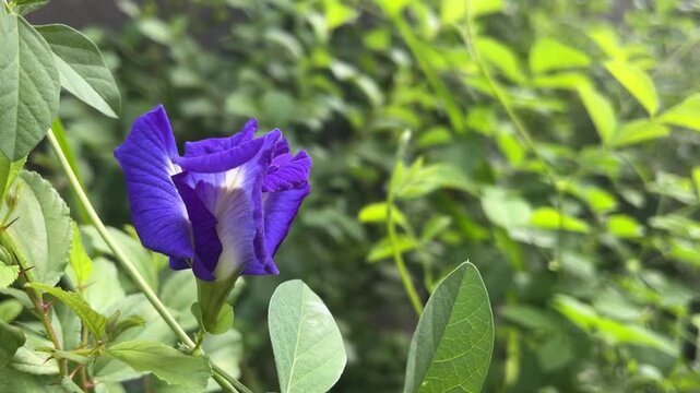 Vibrant Blue Pea Flower: A single, vivid blue pea flower, also known as butterfly pea, showcases its delicate petals amidst lush green foliage.