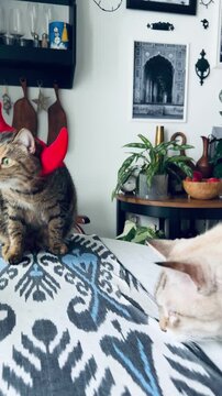 Funny tabby cat wearing red devil horns for halloween masquerade party sitting on woman knees. Cute domestic animals relaxing with owner in cozy kitchen interior, lovely furry family friends mood!!!!