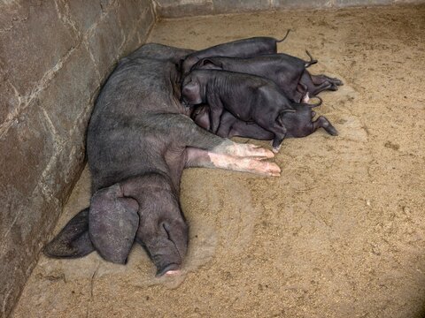 Sows are reared in the ground pen.