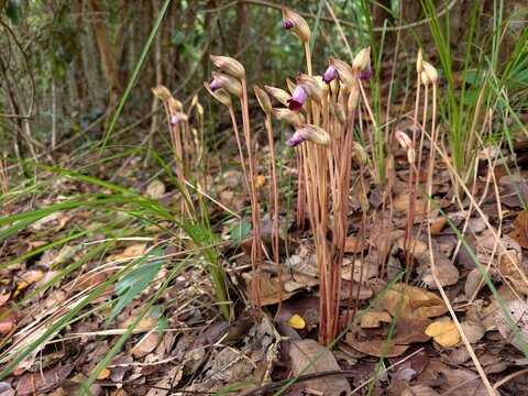 Aeginetia indica Roxb is a small, leafless, parasitic plant.