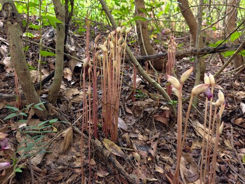Aeginetia indica Roxb is a small, leafless, parasitic plant.