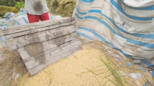 Working continuously in the open field, a farmer beats fresh rice bundles to collect the golden yield on a tarp.