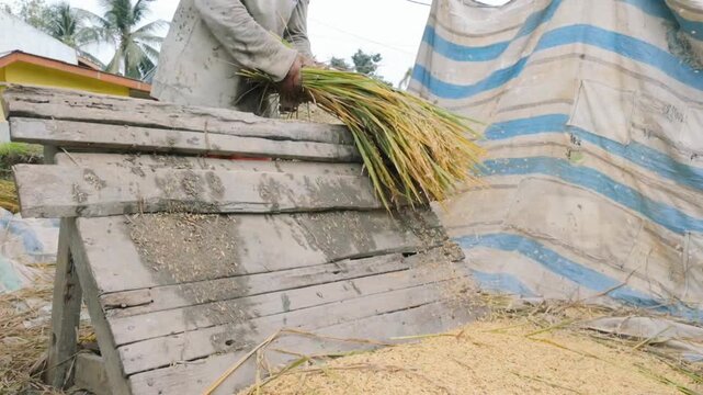 ​A farmer forcefully threshes rice stalks over a sloped wooden rack, scattering golden grains into a large pile below.