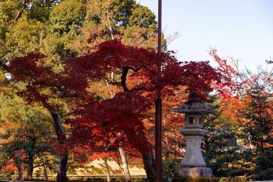Autumn background with maple leaves,
during the season of autumn foliage, a period of exceptional beauty. 