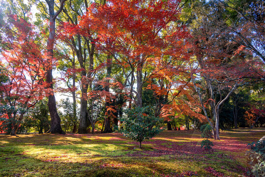 Autumn background with maple leaves,
during the season of autumn foliage, a period of exceptional beauty. 