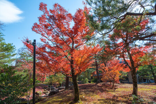 Autumn background with maple leaves,
during the season of autumn foliage, a period of exceptional beauty. 