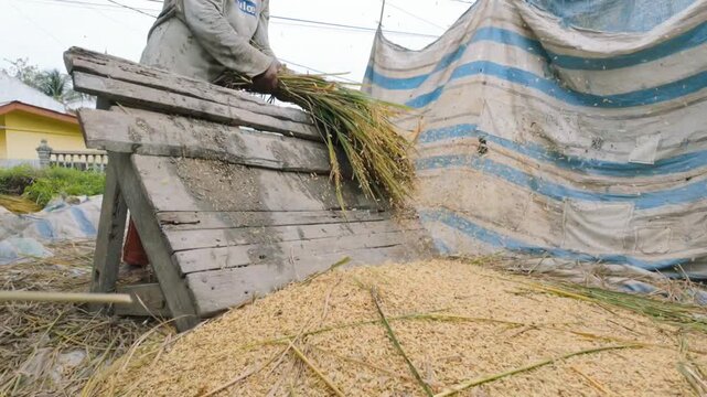 ​A dedicated farmer threshes rice stalks over a wooden frame, watching golden grains collect in a growing heap.