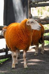 Two sheep with bright orange painted wool stand side by side on grass and bare soil inside a wooden fenced enclosure, facing the camera in a sunny rural farm setting © Alena