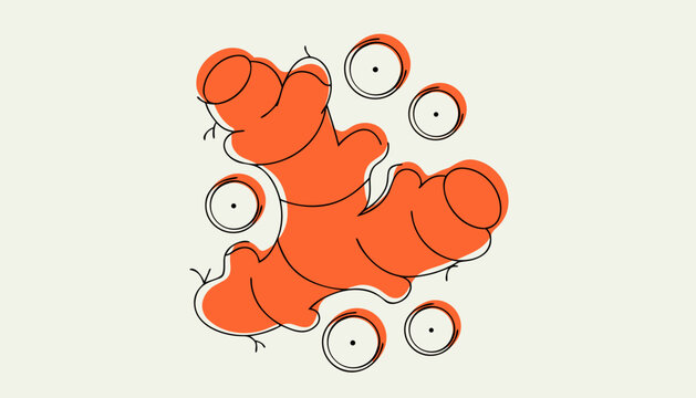 vector illustration of ginger 