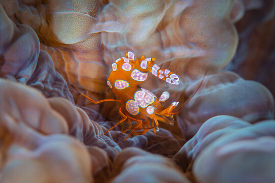 Colorful squat anemone shrimp nestled among soft coral tentacles