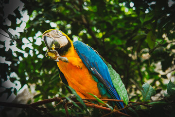 Wild Macaws in Tambopata, Peruvian Amazon © Miguel Angel