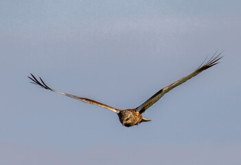 Marsh Harrier (Circus aeruginosus) in a flight © georgigerdzhikov