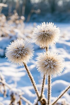 Frosted Seed Heads in Winter Snow