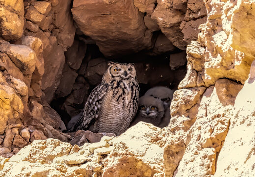 Pharaon Eagle Owl in nest
