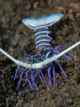 Juvenile painted spiny lobster on sandy seafloor in Ambon Indonesia