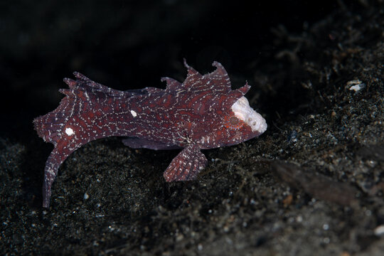 Whiteface waspfish resting on dark sandy seafloor in Ambon